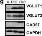 Anti-VGluT1 antibody [N28-9](AB134283)