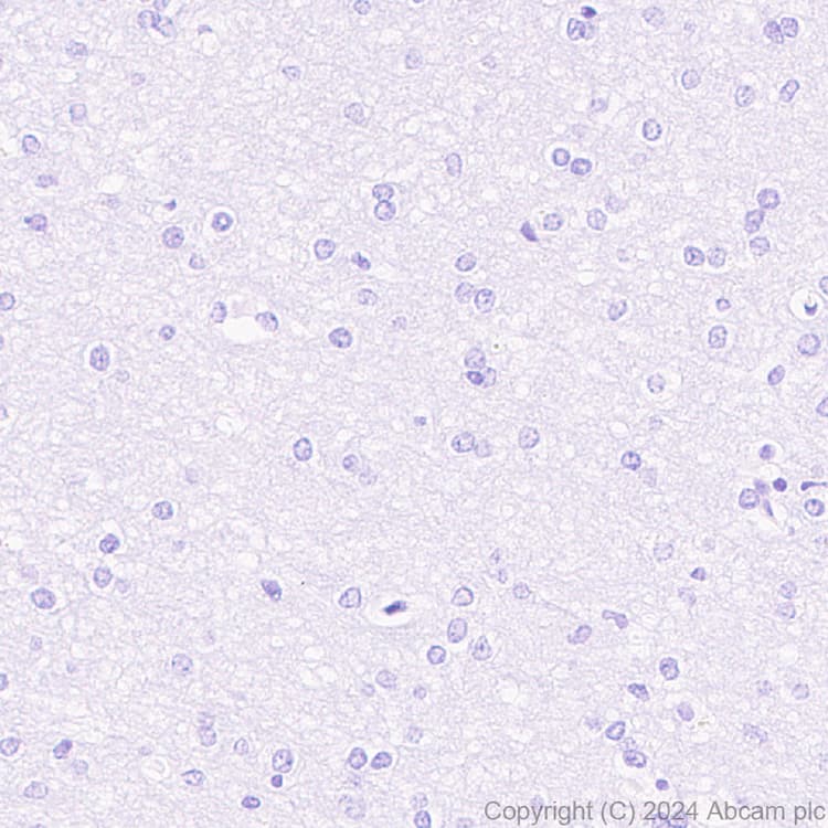 Anti-NNMT antibody [EPR29205-77] - BSA and Azide free