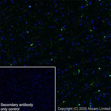 Anti-Iba1 antibody [EPR16588] – Chicken IgY (Chimeric)(AB318302)