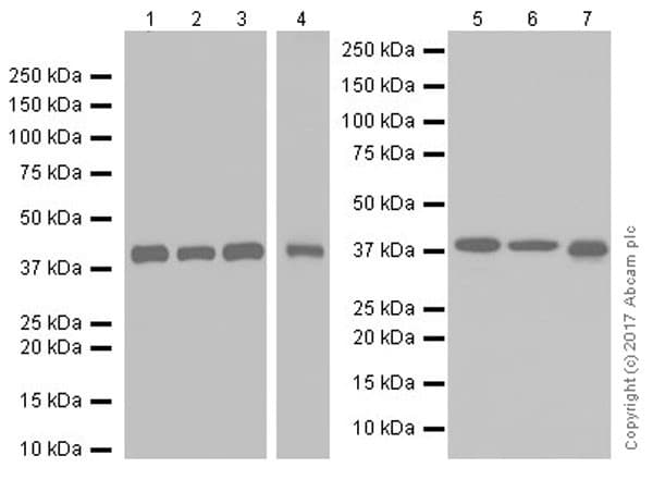 Anti-GNAQ antibody [EPR20978](AB210004)