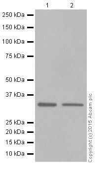 Anti-Caspase-3 antibody [E87](AB32351)