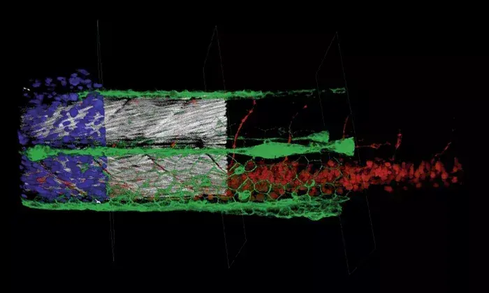 Zebrafish Embryo Courtesy Of Lionel Newton Embl Heidelberg Green