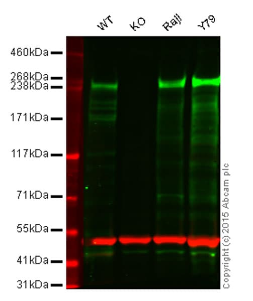 Chd3 Antibody Epncir110a Bsa And Azide Free Ab240942  Western Blot Img18269