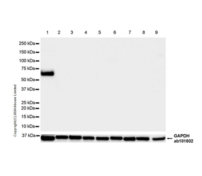 Anti-groEL antibody [EPR28718-8] - BSA and Azide free(AB318971)