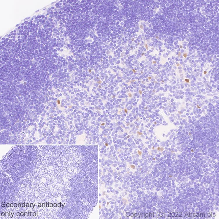 Anti-T-bet / Tbx21 antibody [EPR25086-9] - BSA and Azide free(AB300452)