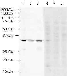 Anti-VDAC1/Porin + VDAC2 + VDAC3 antibody – Mitochondrial Loading Control(AB15895)