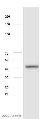 Anti-beta Actin antibody [mAbcam 8224] - Loading Control(AB8224)
