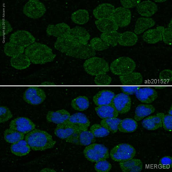 Alexa Fluor® 488 Anti-HLA-DPB1 antibody [EPR11226](AB201527)