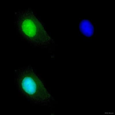 Anti-DDIT3 antibody [9C8](AB11419)