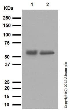 Anti-Cytokeratin 10 antibody [EP1607IHCY] - Cytoskeleton Marker(AB76318)