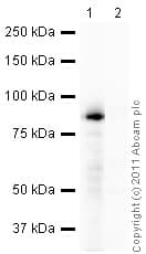 Mouse monoclonal [SB62a] Anti-Rabbit IgG light chain (HRP)(AB99697)
