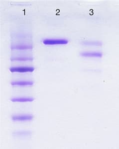 Human IgE protein(AB152001)