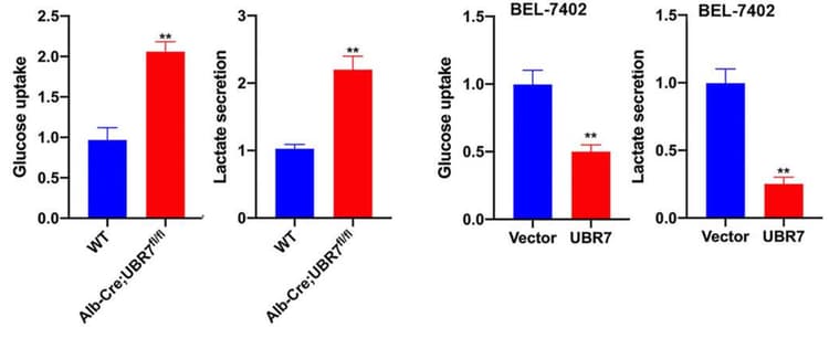 Glucose Uptake Assay Kit (Colorimetric)