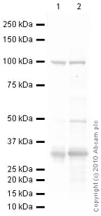 Anti-UCP1 antibody(AB23841)