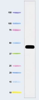 Anti-MTCO1 antibody [11D8B7](AB110270)