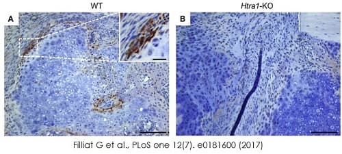 Avidin/Biotin Blocking Kit(ab64212)