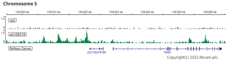 Anti-BRG1 antibody [EPR3912](AB108318)