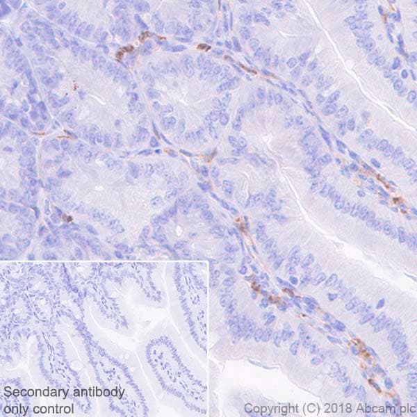 Anti-CD11b antibody [EPR1344] - BSA and Azide free(AB209970)