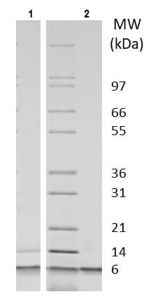 Recombinant mouse IGF2 protein (Active)(AB233678)