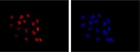 Anti-p63 antibody [Y289] - BSA and Azide free(AB247245)