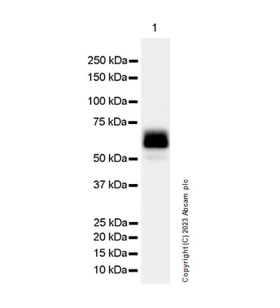 Smoc1 Antibody Epr26922 31 Ab313571  Western Blot Img418210