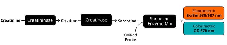 Creatinine Assay Kit(AB65340)