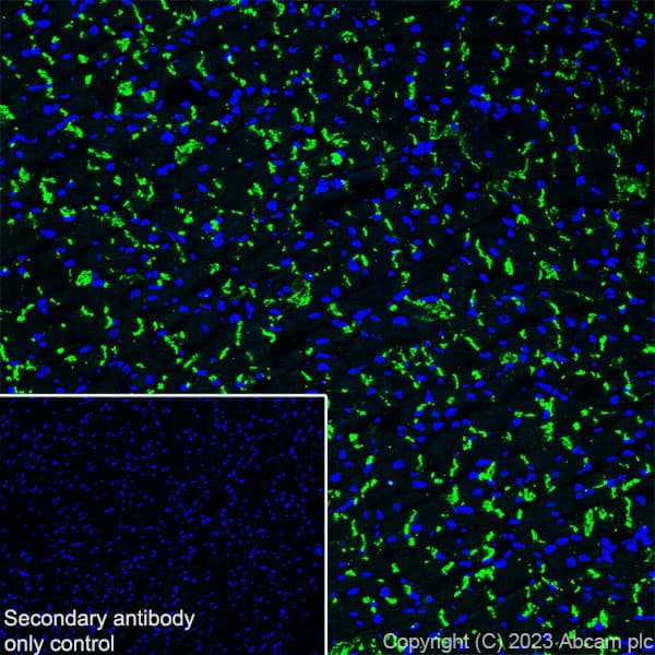 Anti-Connexin 43 / GJA1 antibody [RM1071] - BSA and Azide free(AB314909)