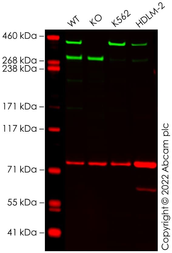 Anti-Calnexin antibody [CANX/1543](AB238078)