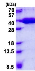 Recombinant Human MST protein(AB139234)