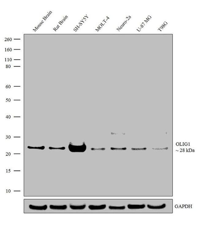 Anti Olig1 Antibody [RP 23040252](AB308009)