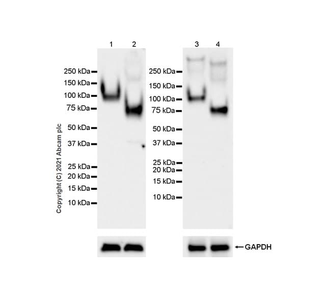 Anti-CD68 antibody [EPR23917-164](AB283654)