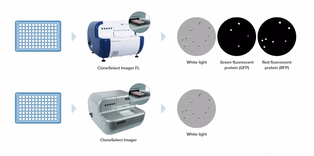 Molecular Devices Clone Select Imager Fl Optimize Clonal Outgrowth Workflow