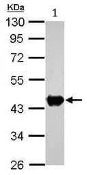 Creatine Kinase B Type Antibody Ab151579  Western Blot Img452165