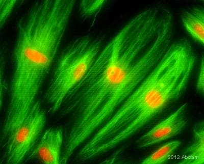 Goat Anti-Mouse IgG H&L (FITC)(AB6785)