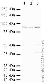 Anti-PSD95 antibody - Synaptic Marker(AB18258)