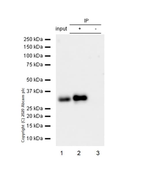 Bcl10 Antibody Ep605y Bsa And Azide Free Ab189218  Immunoprecipitation Img4211