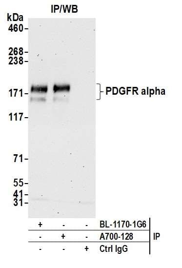 Pdgfr Alpha Antibody Blr128h Bsa Free Ab314105  Immunoprecipitation Img420678