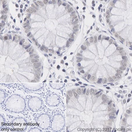 Anti-RBX1 antibody [EPR20185](AB221548)