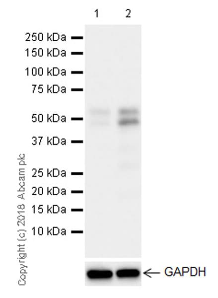 Anti-ETS2 antibody [EPR22419](AB219948)