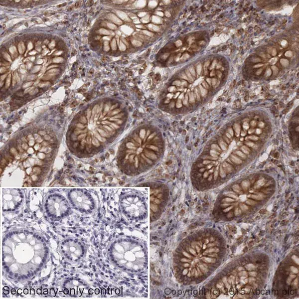 Goat Anti-Rabbit IgG H&L (HRP)(AB205718)