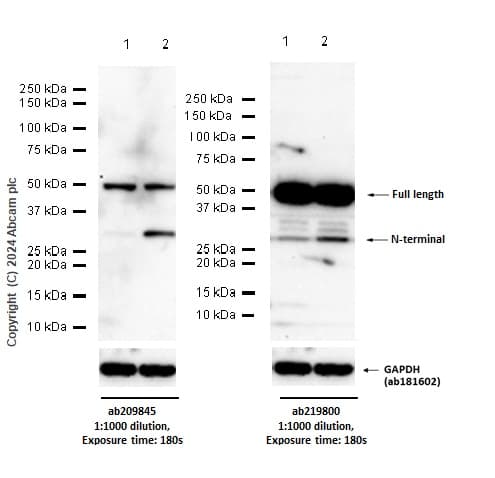 Anti-GSDMD antibody [EPR19828] - BSA and Azide free(AB225867)