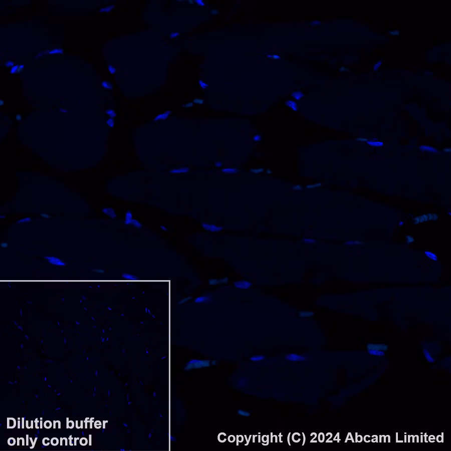 Alexa Fluor 488 Serotonin Antibody Epr24431 201 Ab321853 Immunohistochemistry Formalin Pfa Fixed Paraffin Embedd G6UuJOUsDs
