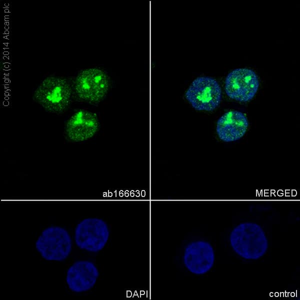 Nuclear Marker (Lamin A + C, SC35, KDM1/LSD1, Fibrillarin, HP1 alpha) Antibody Sampler Panel(AB263467)