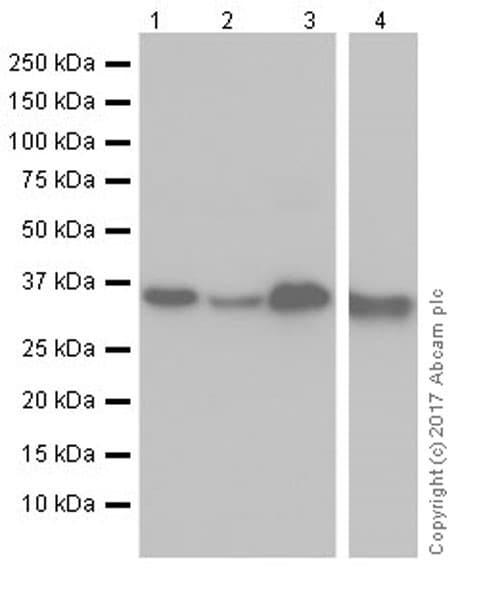 Anti-APE1 antibody [EPR18378-45] - ChIP Grade(AB189474)