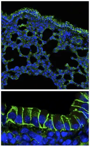 Anti-Sodium Potassium ATPase antibody [EP1845Y] - Plasma Membrane Loading Control(AB76020)