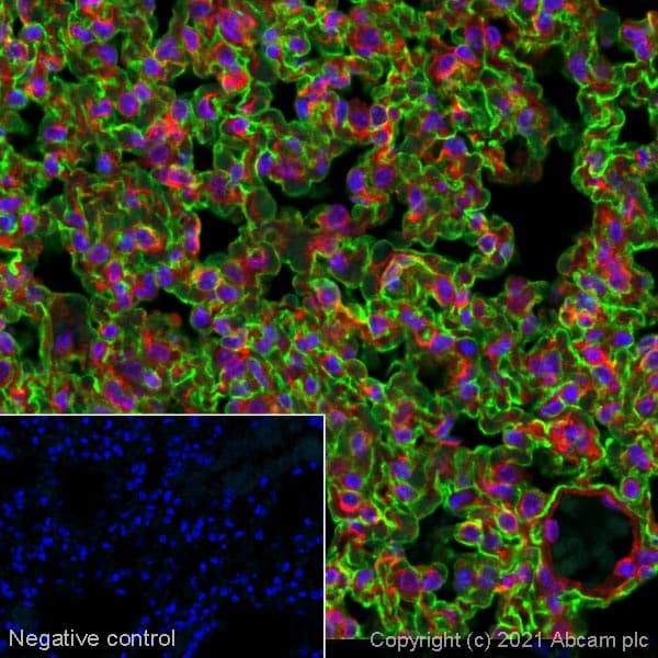 Goat Anti-Syrian hamster IgG H&L (Alexa Fluor® 488)(AB180063)