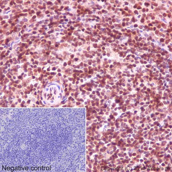 Gapdh Antibody Epr16891 Loading Control Ab181602 Immunohistochemistry Formalin Pfa Fixed Paraffin Embedded Secti RWk0Y67kJM