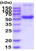 Recombinant Human Frizzled 4 protein (Fc Chimera His Tag)(ab223098)