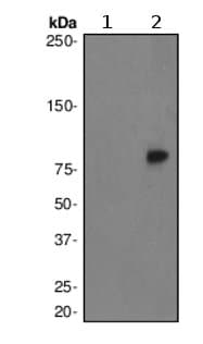 Pkc Delta Phospho Y311 Antibody Epr2609y Bsa And Azide Free Ab247449  Western Blot Img152649
