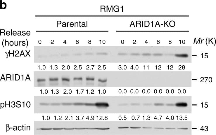 Anti-ARID1A antibody [EPR13501](AB182560)